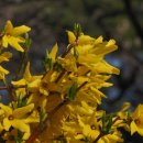 개나리온천 이미지