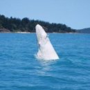 하얀고래 이미지