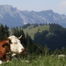 소사랑돼지꿈 이미지