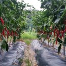 갑천농장 이미지