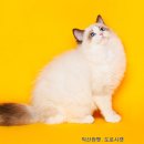 익산원펫 네이버블로그