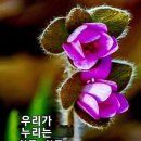 2023.10.27.금요일 양띠방(출석부)♤단풍너를 보니♤ 이미지