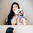 빠박이 애견미용 이미지