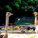 우농타조농장 이미지