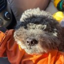 롯지85 | [ 10月 ] 10월 종결 다이어리