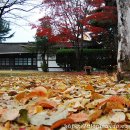 [원불교 익산성지] 낙엽 쌓인 가을날의 풍경 이미지
