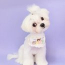 애견미용 견출지 노원점 이미지