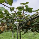 대실농장 이미지