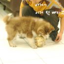 멍멍펀치 이미지