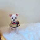 동물친구들 애견미용실 | 익산 애견미용실 말티즈 3mm 올클리핑 미용 후기 | 퍼피데이