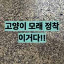 가필드 | 가필드 카사바 모래 솔직후기 벤토랑 섞음 최고다 이걸로 정착함