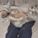 냥발소 네이버블로그