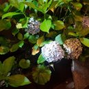 헬로 1204 이미지