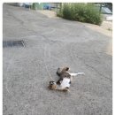 야옹이전자담배 이미지