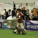 구미펫직업훈련학원 이미지