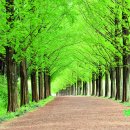 가로수길 이미지