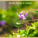 바람꽃