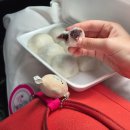 청학로 | 속초 맛집 육구방앗간 임산부 주말 구매 솔직후기