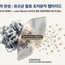 보람글로벌