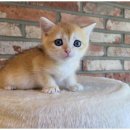 도그마루 천안지점 이미지