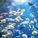 댕댕이모 이미지