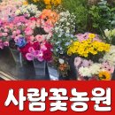 수경꽃집 | 봉담 꽃집 , 사람꽃농원 : 집들이 선물로 추천하는 화분 후기
