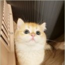 캣그램 광주 고양이분양 이미지