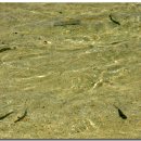 산타로사 이미지