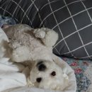 두몽언니 이미지