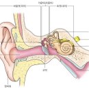 다비치히어링광장동올림픽대교북단점 | [광장동보청기/다비치보청기]난청의 개념과원인