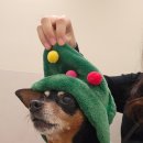 다독다독 | 강아지 거위소리, 켁켁거림 기도허탈 기관지허탈 기관지협착 병원진료 후기 (장유 다독다독병원)