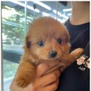 수원강아지분양 드림독 안심분양센터 수원점 이미지