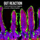 프레비스 이미지