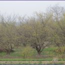 산수유축제장 이미지