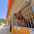 본마사동 이미지