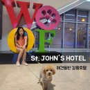 앙팡애견백화점 | 강릉 세인트존스호텔 펫룸 내돈내산 후기