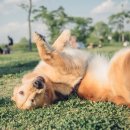 행복한강아지 이미지