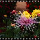 일산 호수공원 꽃축제 인증샷 10-3/ 10-14 이미지