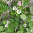 바다장어구이 이미지