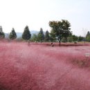 핑크뮬리~미사리 조정경기장 이미지