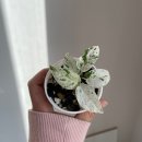 에피어뮤즈 이미지