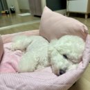 내사랑댕댕이 이미지