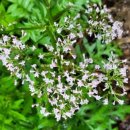 심적유원지 이미지