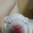 포포모모 이미지