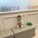 시몬 애견유치원&애견호텔 이미지