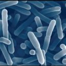 유산균 유산균이란 유산균이 중요한 이유 유산균 효능 유산균 트렌드 유산균 선택 이미지