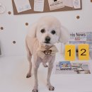 알콩달콩 애견미용실 이미지