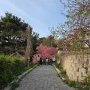 은성사 | [용인 꽃구경] 4월 18일 은성사 겹벚꽃 실시간 개화 현황 : 핑크빛 몽글몽글한 힐링 산책 후기