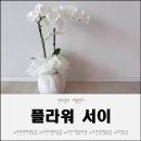 서이 | 과천지정타꽃집 플라워 서이 과천서양난 선물 후기