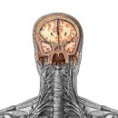 깊은동맥들,머리 : 관상단면,목신경고리,목신경고리의 아래뿌리,깊은신경들 이미지